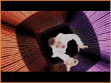 animation1.gif